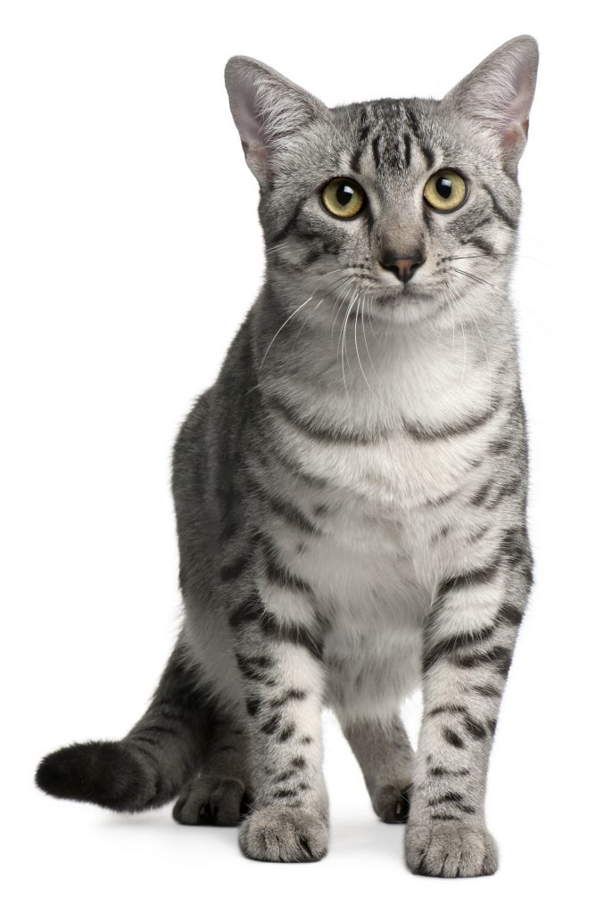 Egyptian Mau Cat