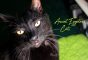 Why Were Cats So Important In Ancient Egypt?