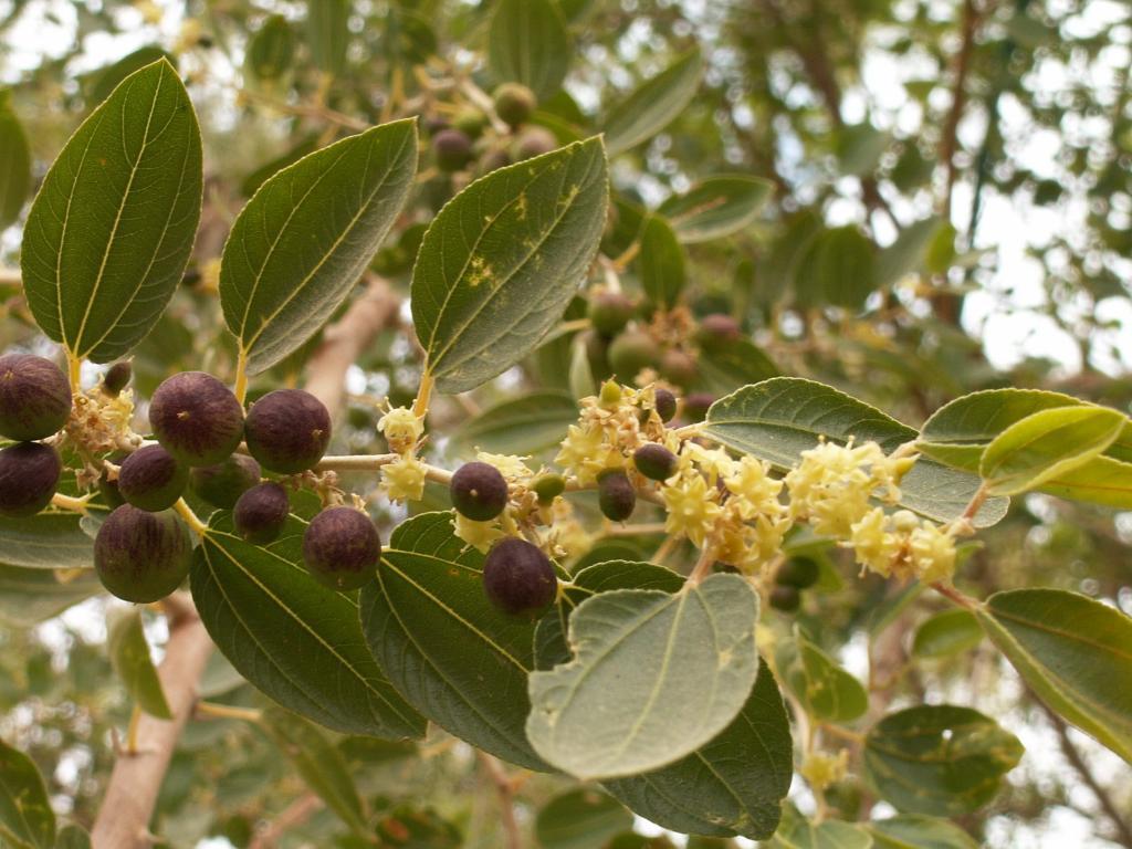 Nnabk berries