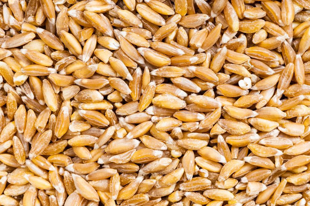 emmer wheat,